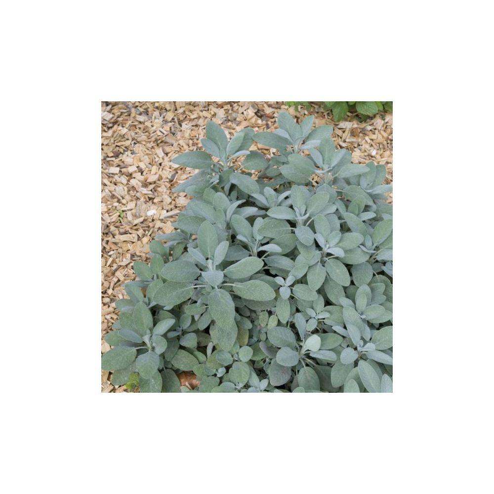 Sauge officinale - Prêt à consommer