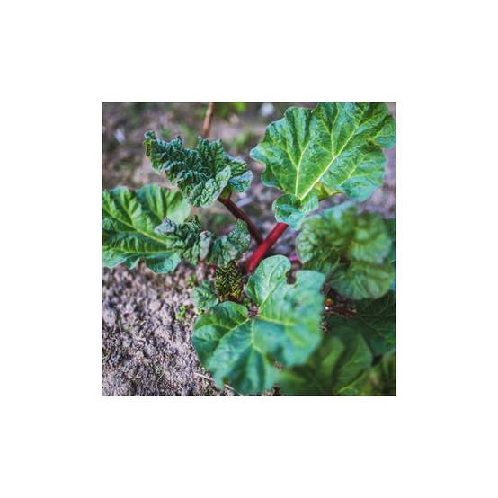 Rhubarbe - Prêt à consommer - Image 3