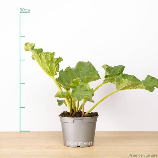Rhubarbe - Prêt à consommer - Image 5