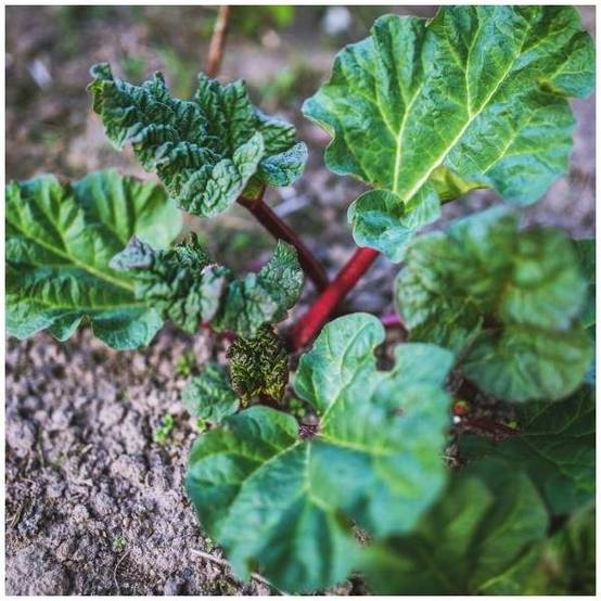 Rhubarbe - Prêt à consommer - Image 4