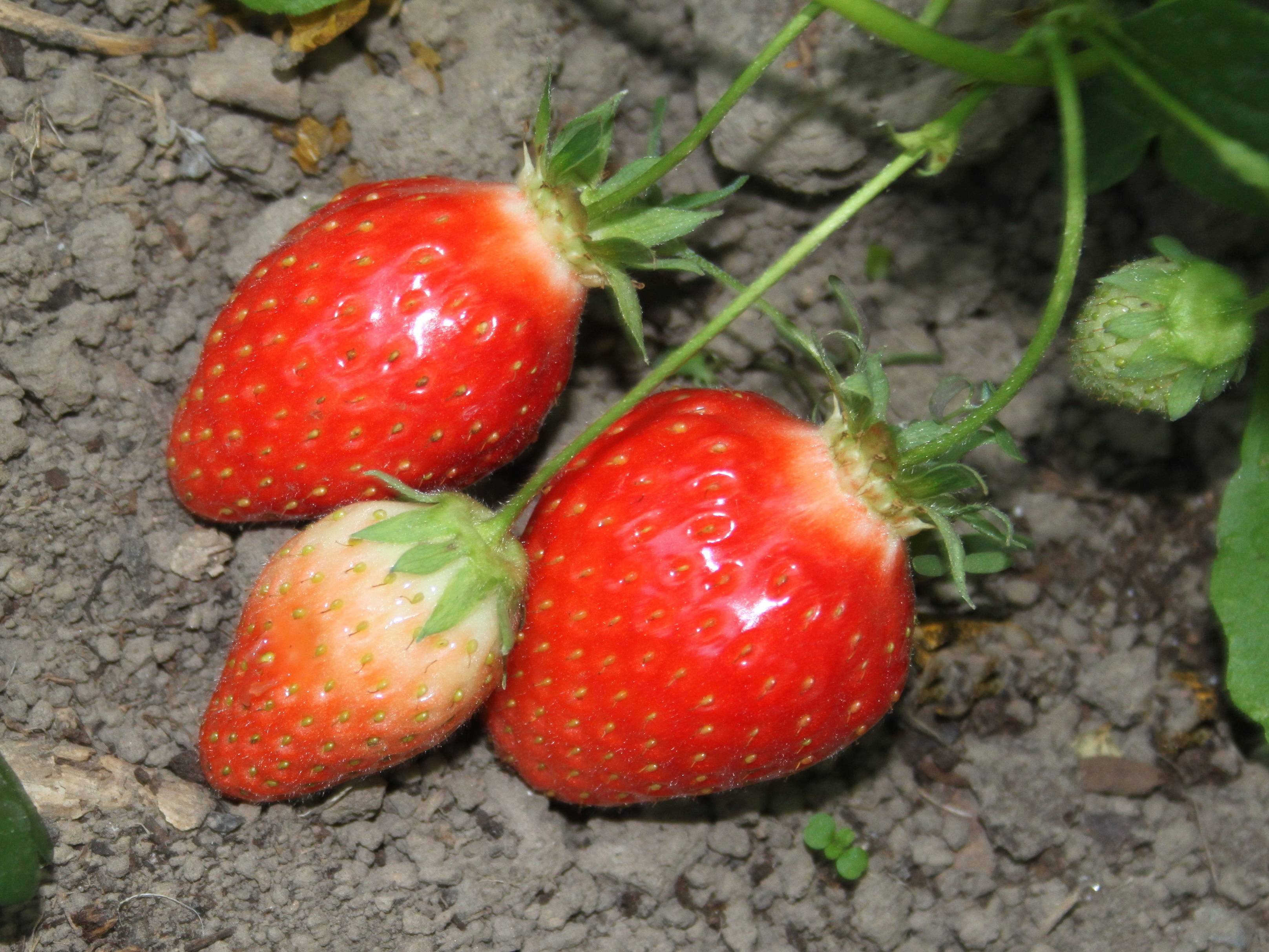 Fraisier 'Ciflorette' - Image 4