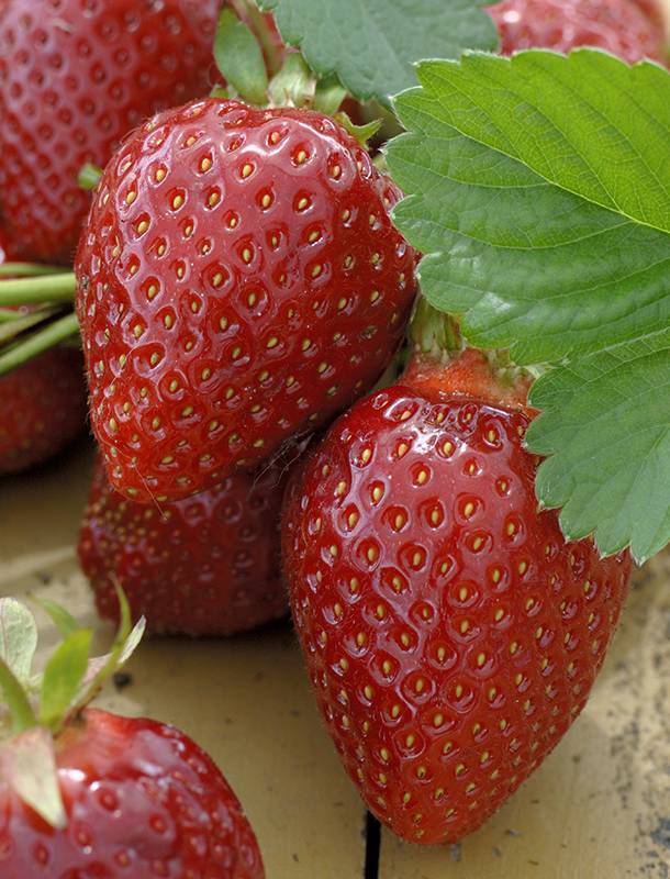 Fraisier 'Ciflorette' - Image 5