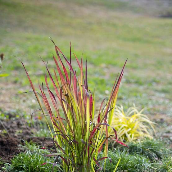 Imperata cylindrica 'Red Baron' - Graminée Herbe sanglante - Image 1
