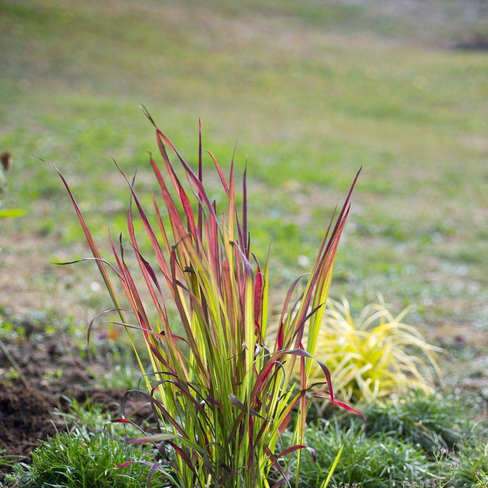 Imperata cylindrica 'Red Baron' - Graminée Herbe sanglante - Image 6