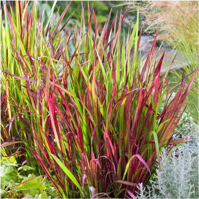Herbe Sanglante Japonaise (Imperata cylindrica) 'Red Baron'