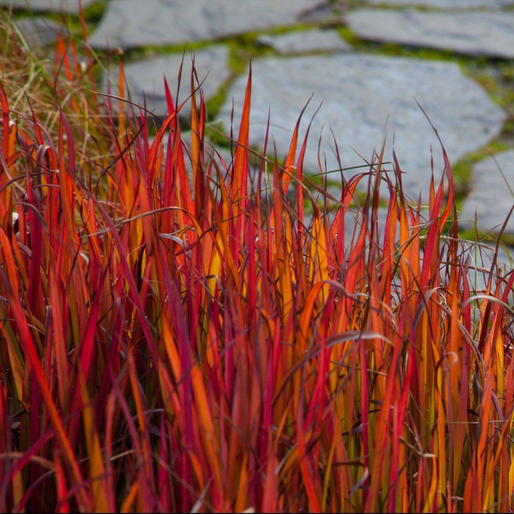 Imperata cylindrica 'Red Baron' - Graminée Herbe sanglante - Image 5