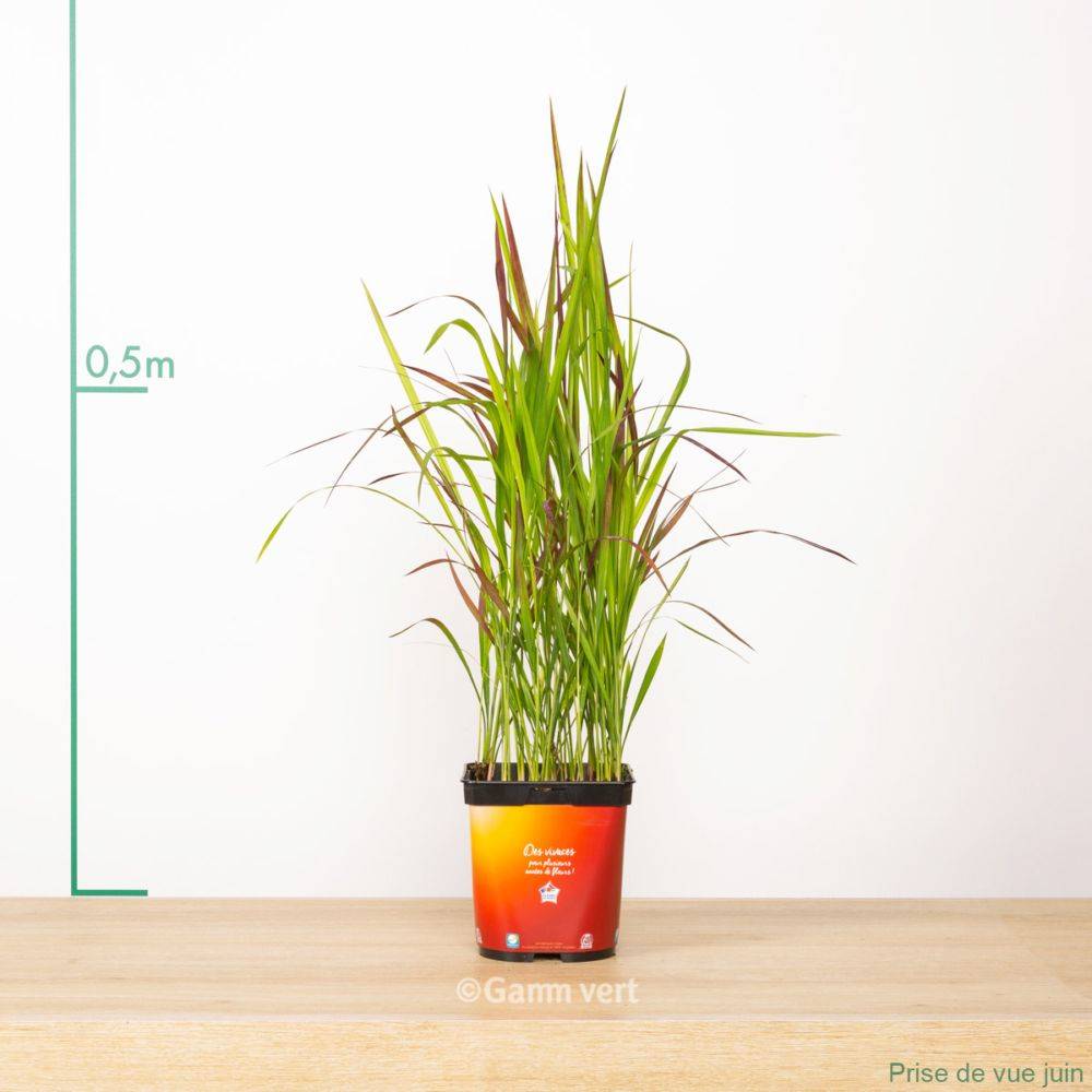 Imperata cylindrica 'Red Baron' - Graminée Herbe sanglante - Image 9
