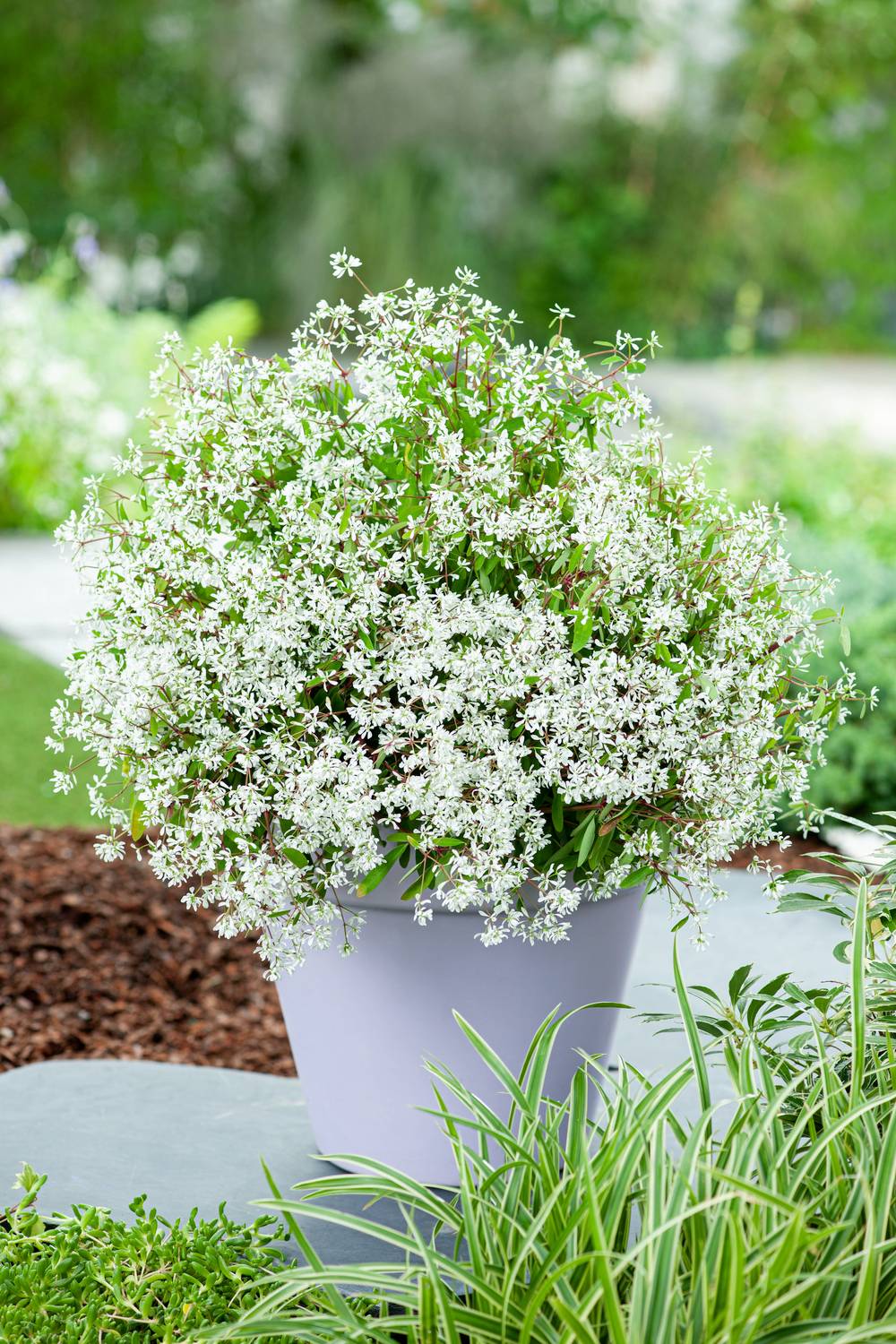 Euphorbe 'Diamond Frost'