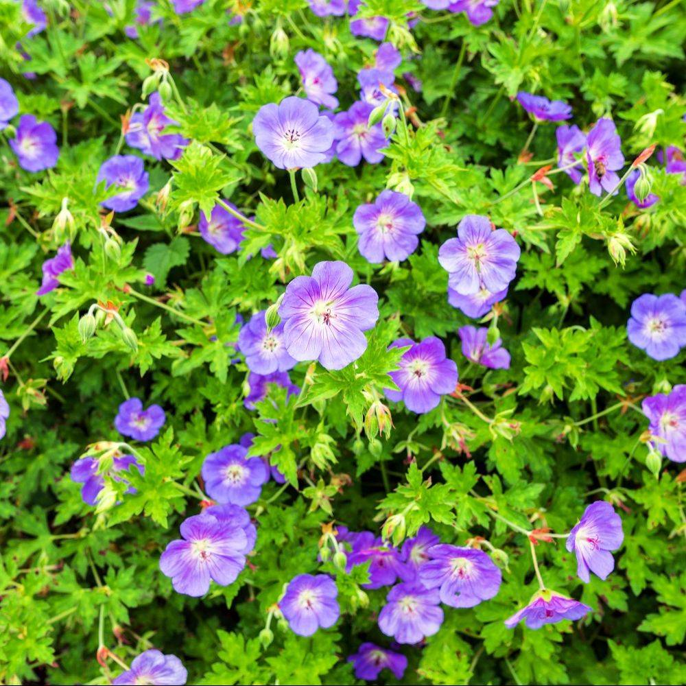 Géranium 'Rozanne' - Géranium vivace - Image 7