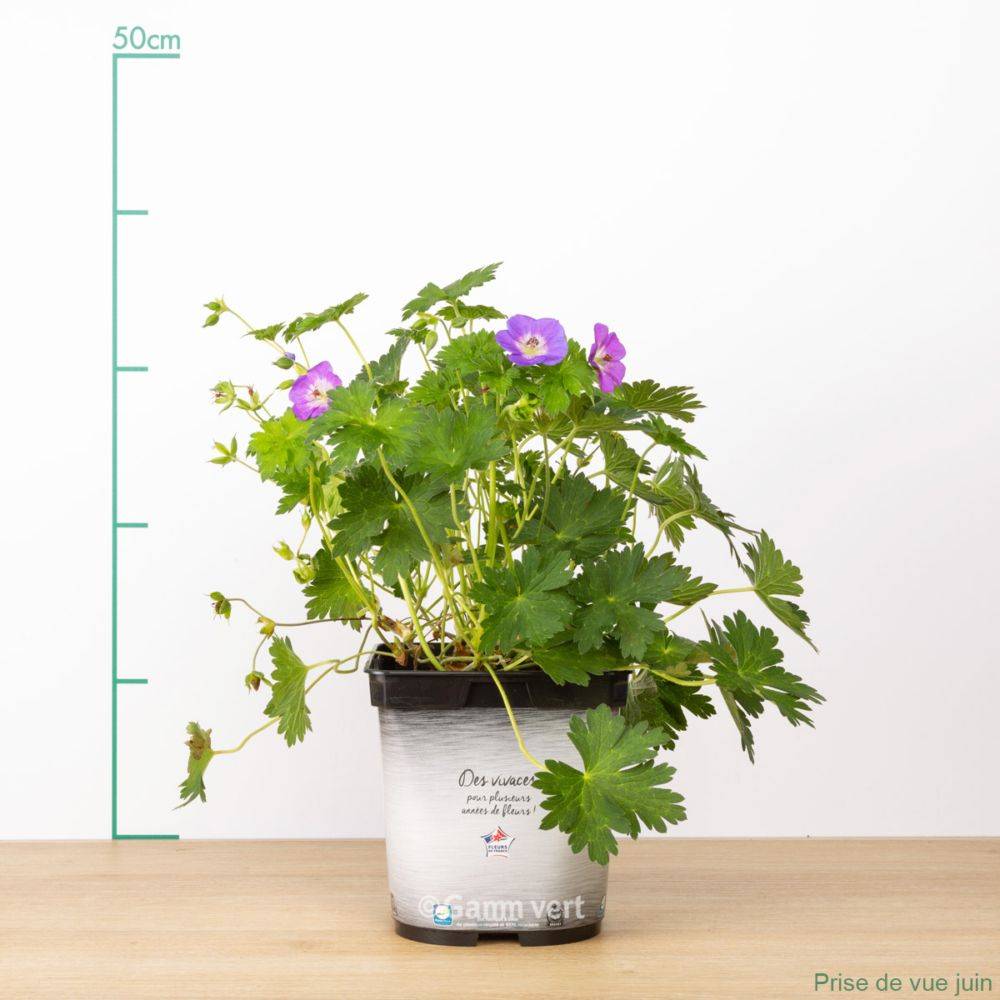 Géranium 'Rozanne' - Géranium vivace - Image 11
