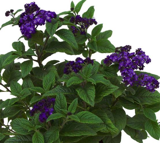 Heliotrope du Pérou - Image 3