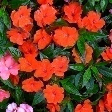 Impatiens de Nouvelle-Guinée - Image 2