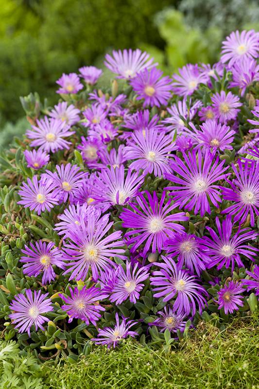 Delosperma cooperi - Pourpier de Cooper (Ficoïde) - Image 3