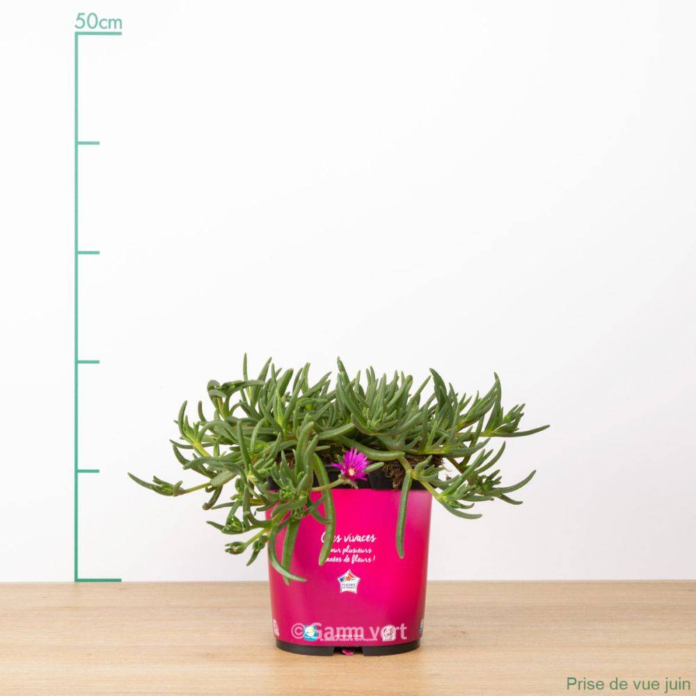 Delosperma cooperi - Pourpier de Cooper (Ficoïde) - Image 1