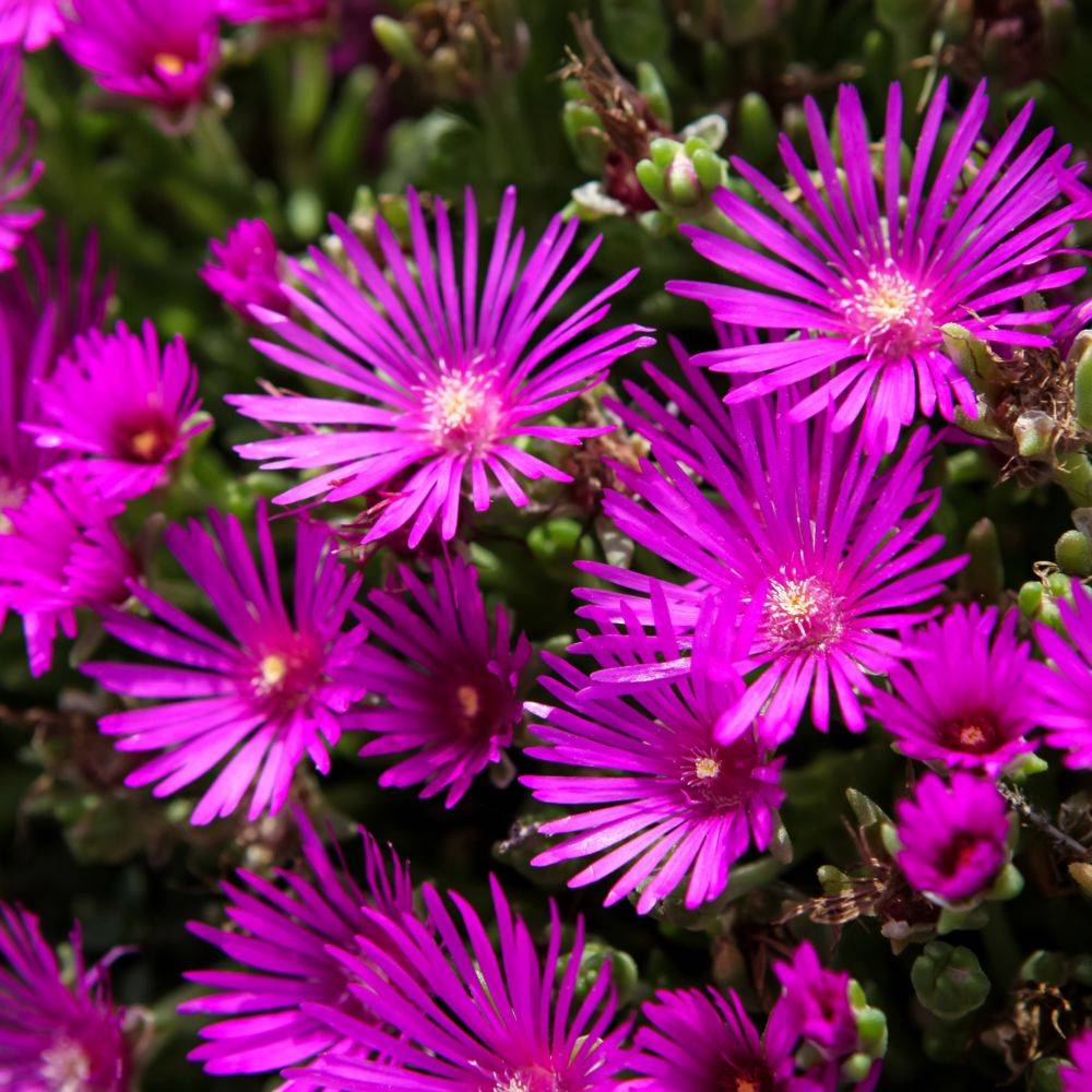 Delosperma cooperi - Pourpier de Cooper (Ficoïde) - Image 4