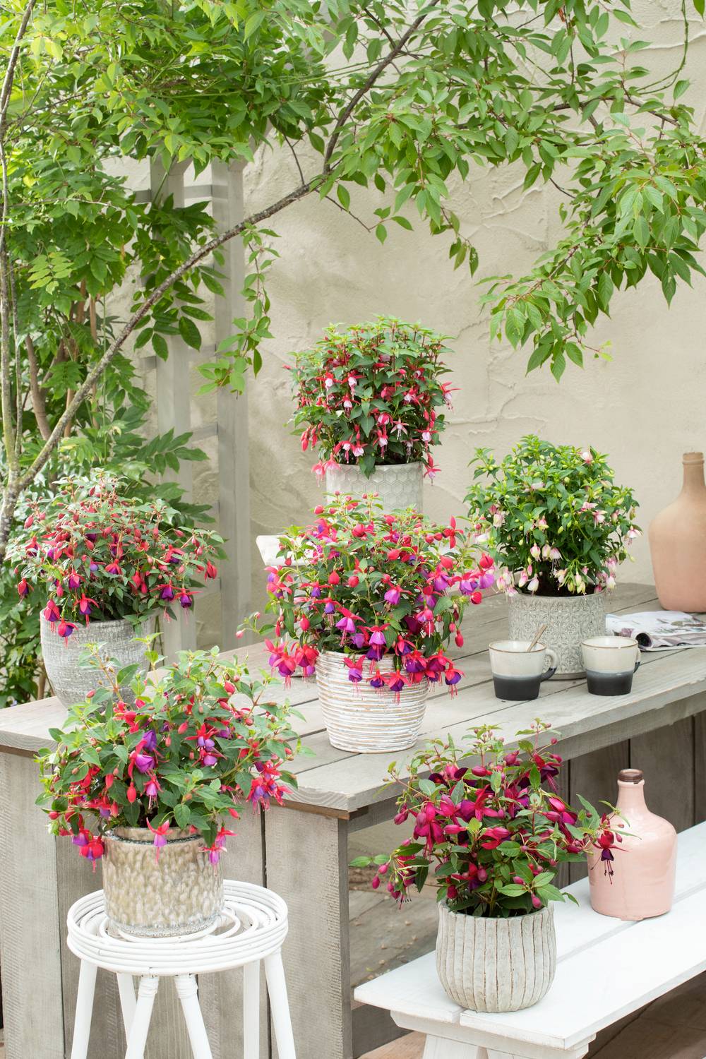 Fuchsia assorti
