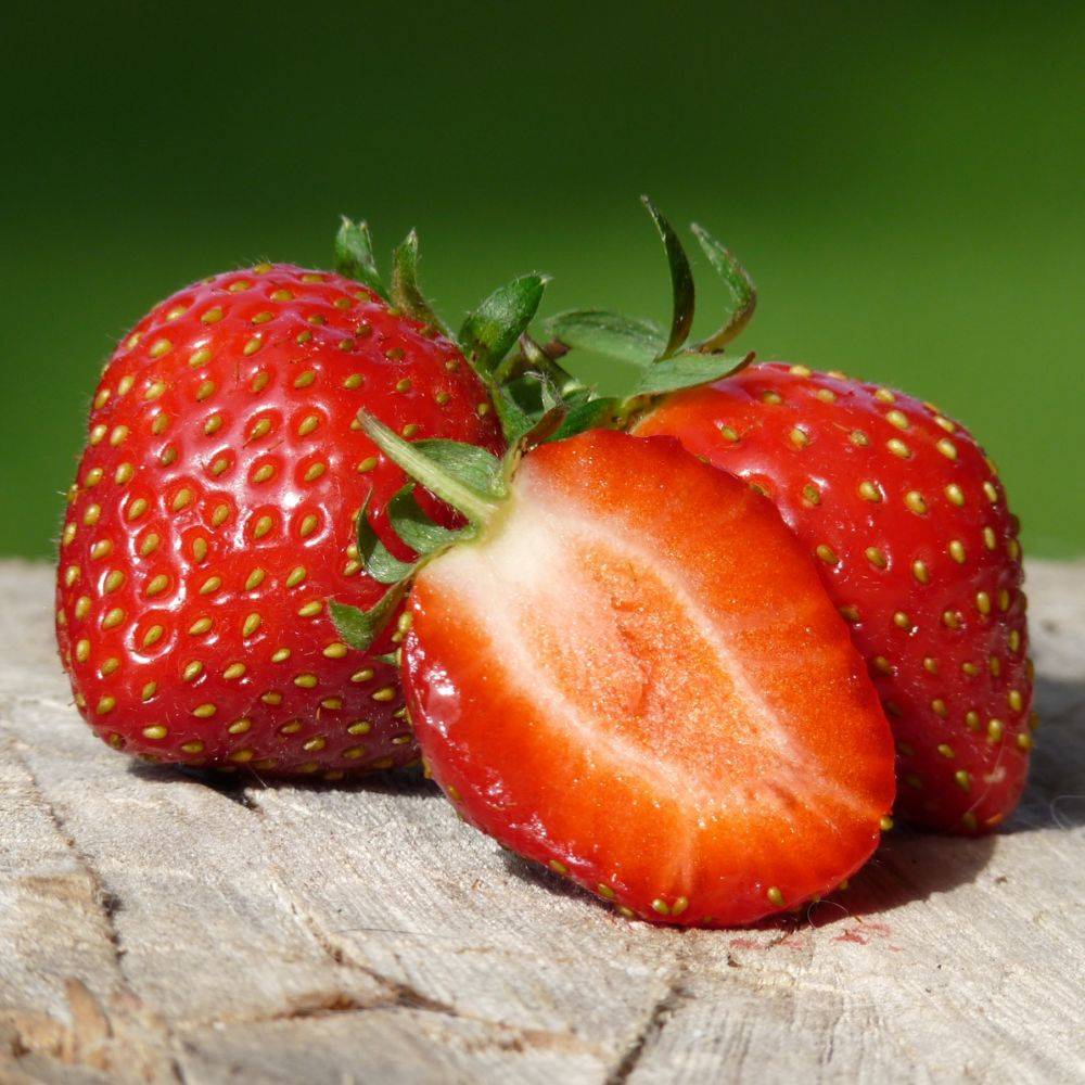 Fraisier 'Mara des Bois'