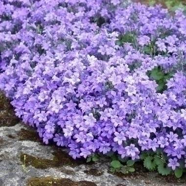 Campanula muralis - Campanule des murailles - Image 3