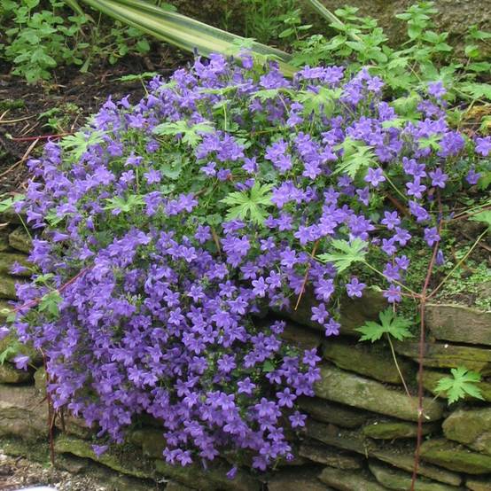 Campanula muralis - Campanule des murailles - Image 9