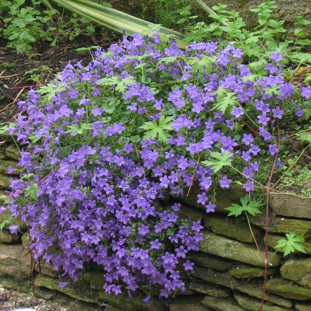 Campanula muralis - Campanule des murailles - Image 9