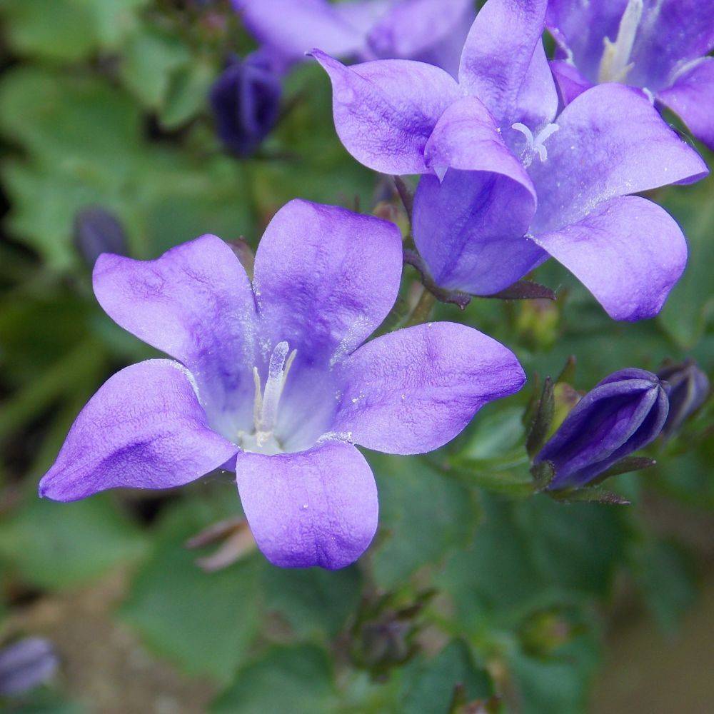Campanula muralis - Campanule des murailles - Image 6