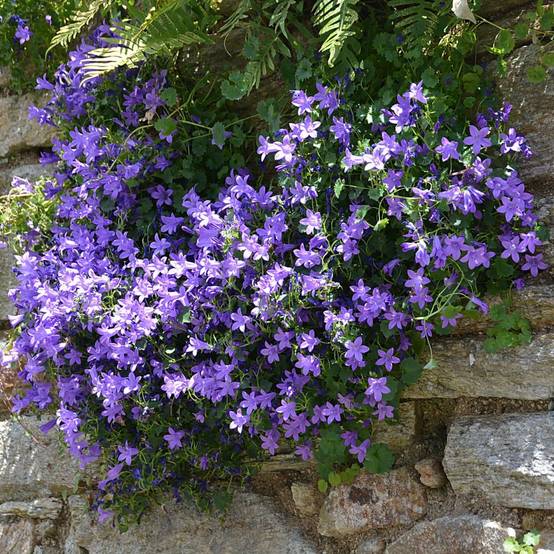 Campanula muralis - Campanule des murailles - Image 8