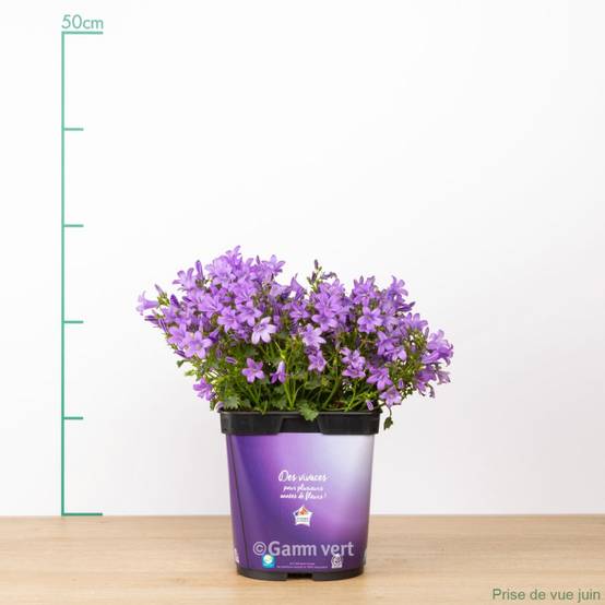 Campanula muralis - Campanule des murailles - Image 4