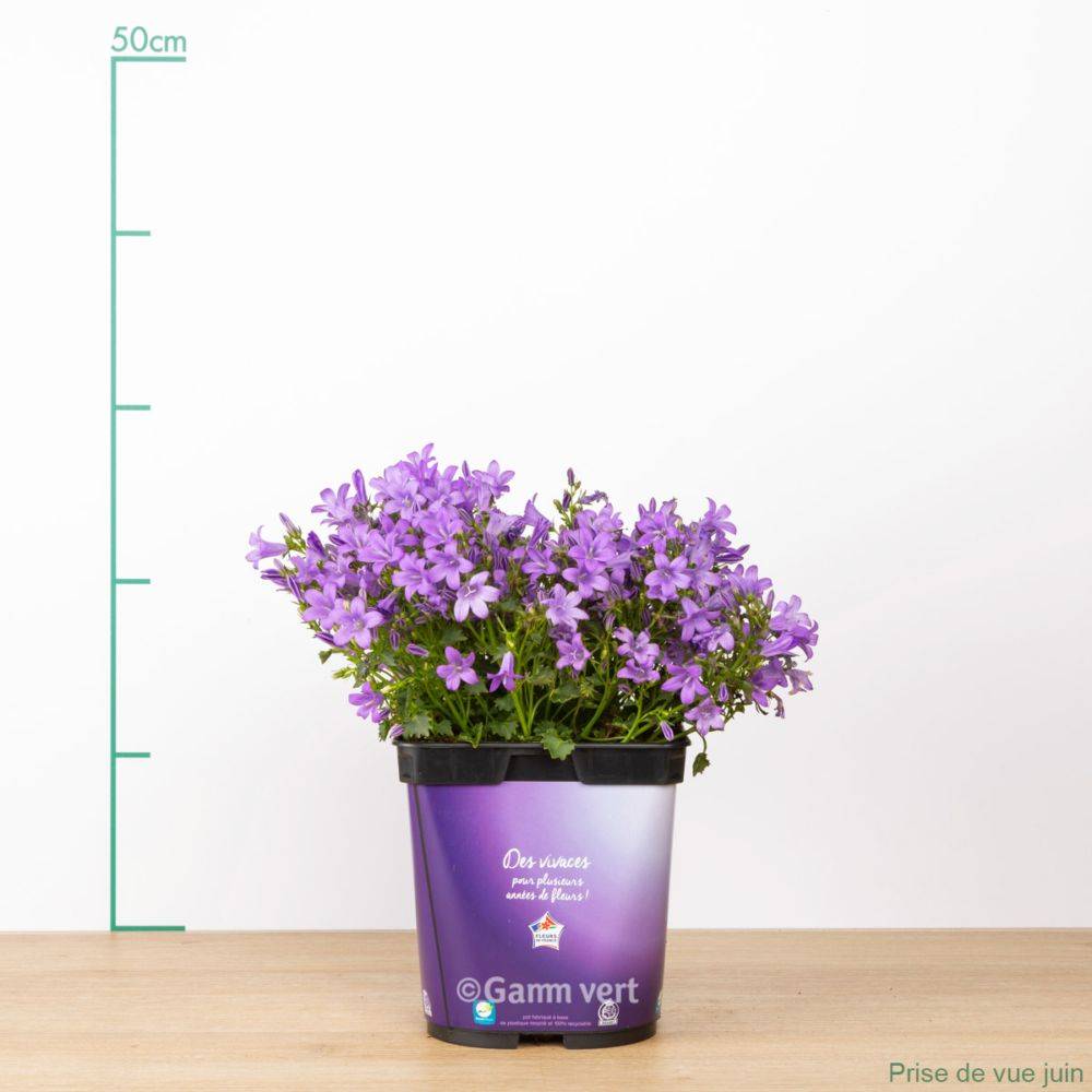 Campanula muralis - Campanule des murailles - Image 4