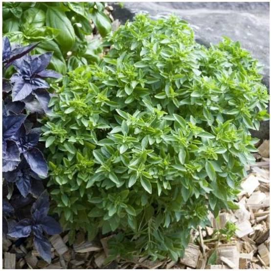 Basilic 'Fin Vert' - Prêt à consommer