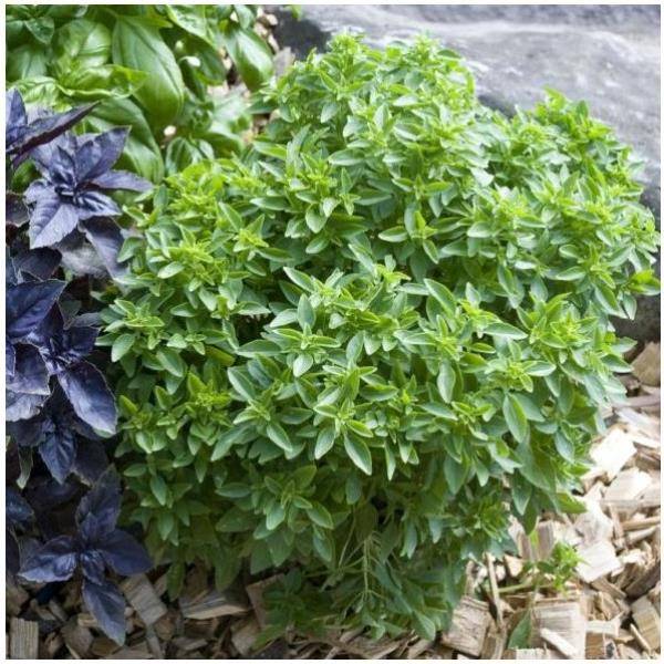 Basilic 'Fin Vert' - Prêt à consommer