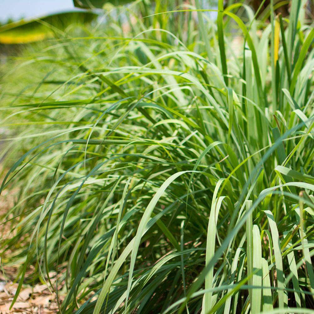 Citronnelle de Madagascar - Prêt à consommer - Image 1