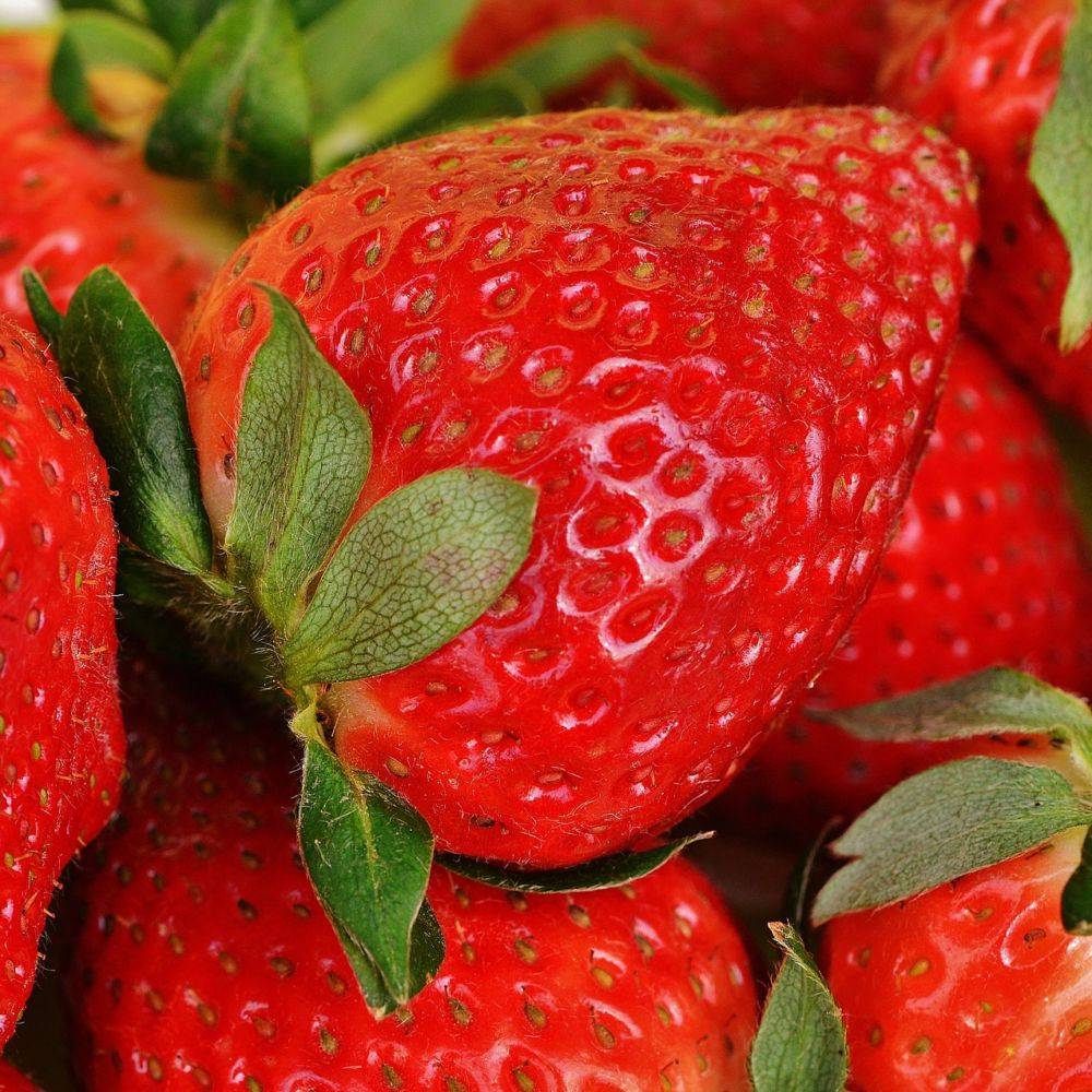 Fraisier 'Gento'