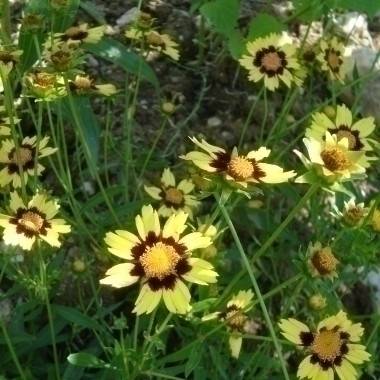 Coréopsis verticillata 'Grandiflora' - Image 2