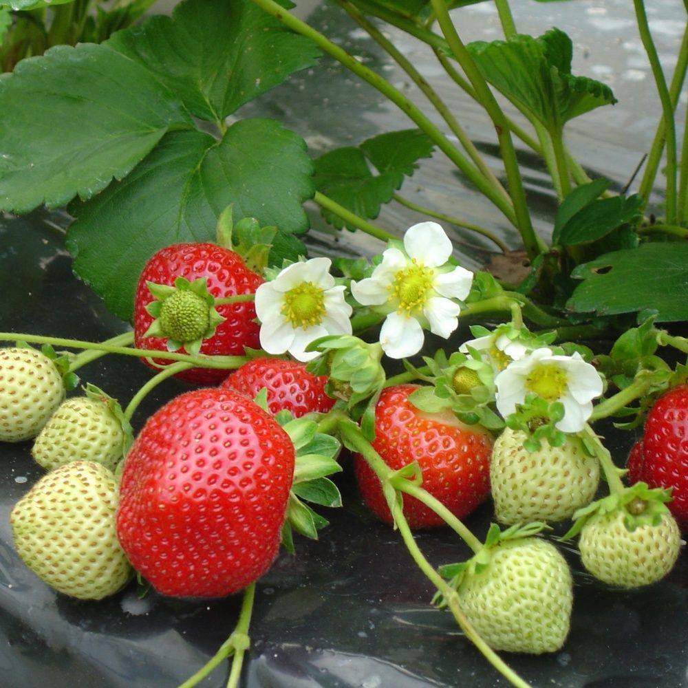 Fraisier 'Maestro'