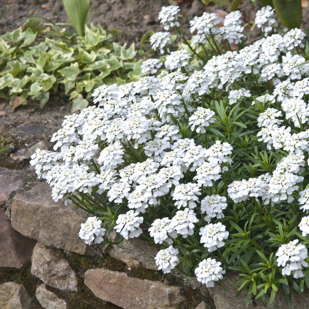 Iberis sempervirens - Thlaspi - Image 3
