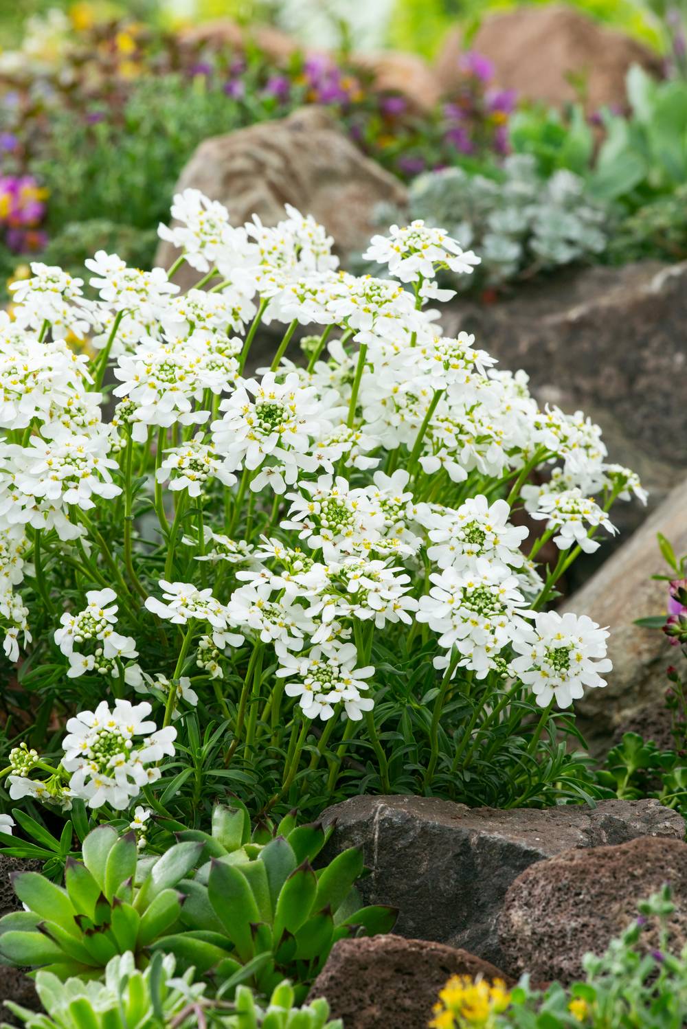 Iberis sempervirens - Thlaspi