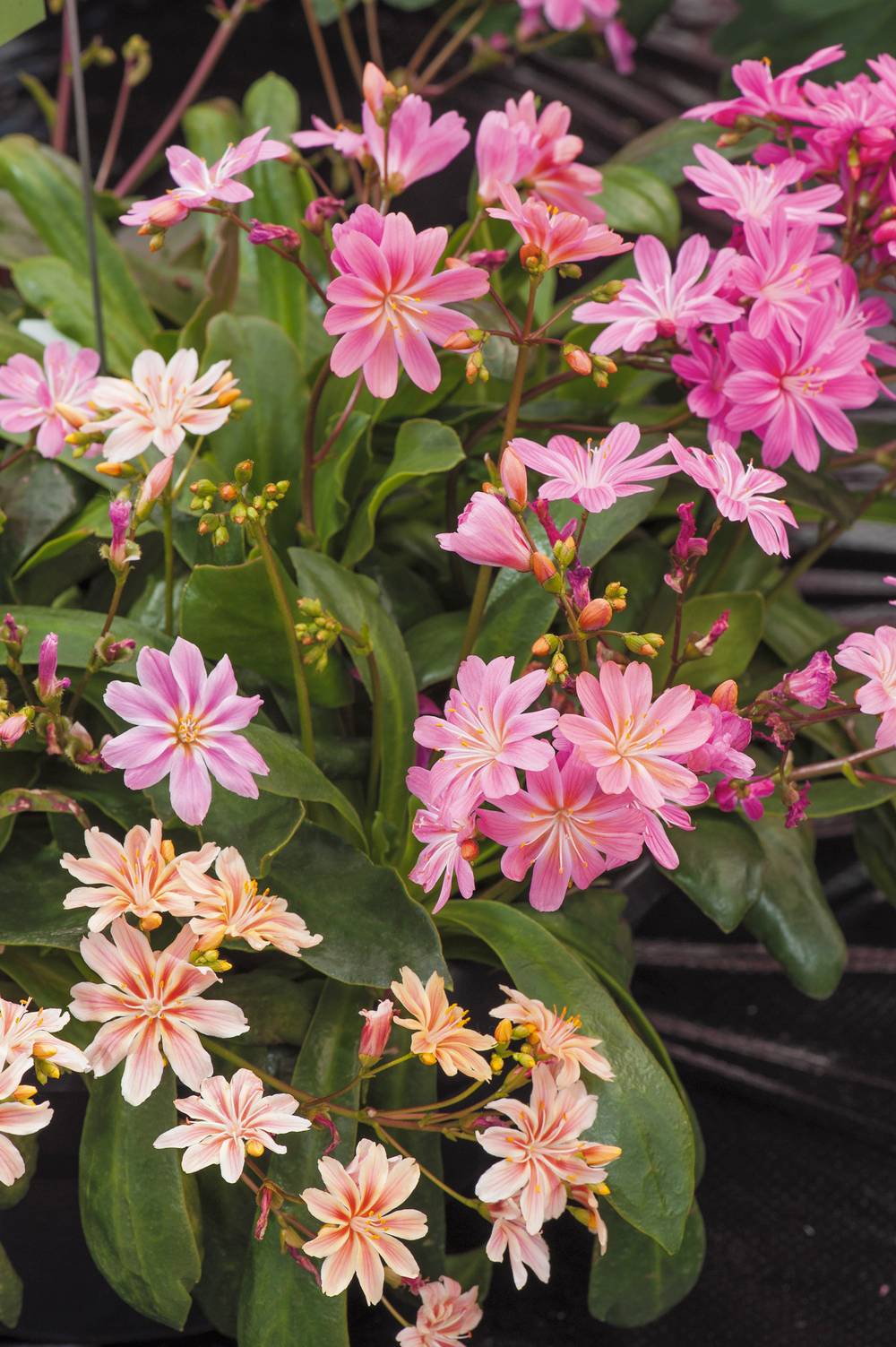 Lewisia cotyledon 'Elise'