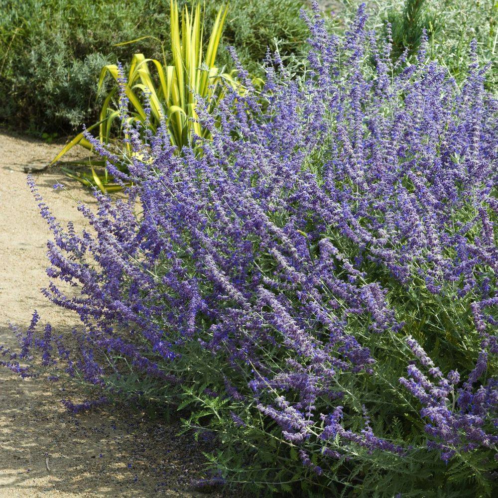 Perovskia atriplicifolia - Sauge de Russie - Image 1
