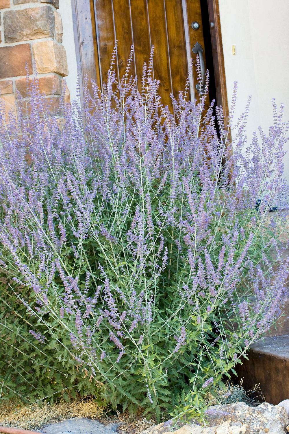 PEROVSKIA atriplicifolia C4L-RC
