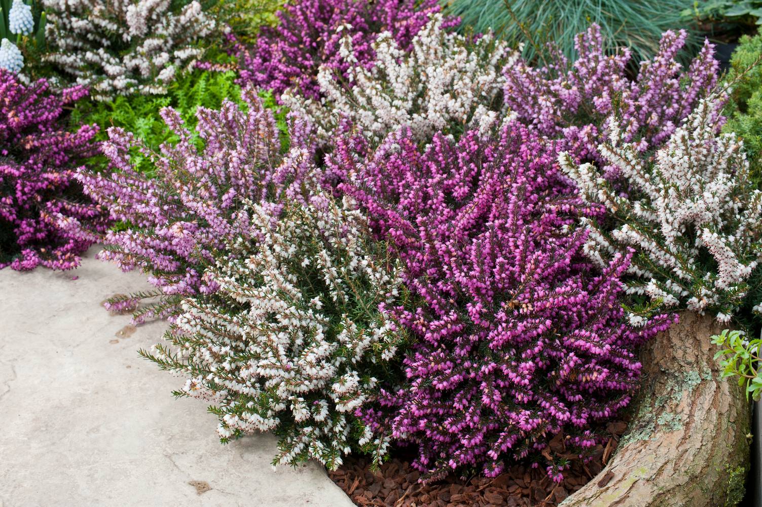 Erica darleyensis assorti Duo - Bruyère d'hiver