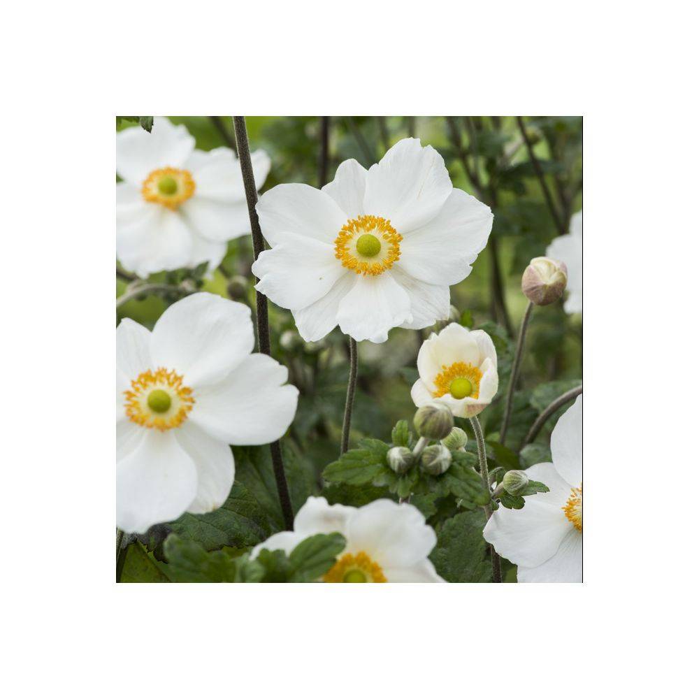 Anémone hupehensis 'Honorine Jobert' - Imagen 4