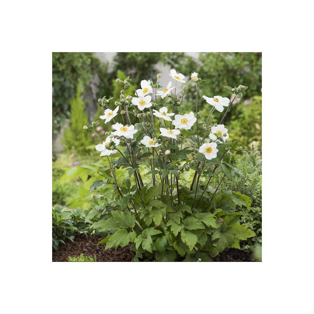 Anémone hupehensis 'Honorine Jobert' - Imagen 3