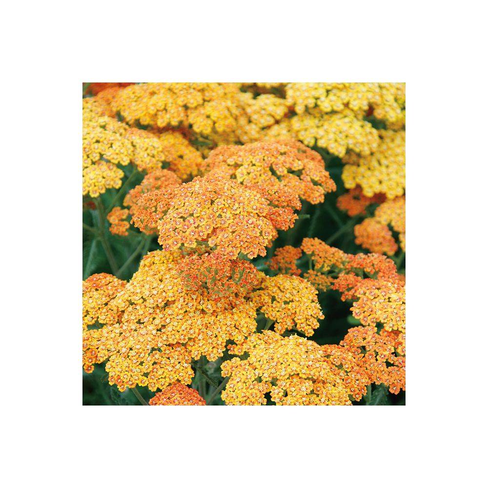 Achillea millefolium 'Desert Eve Terracotta' - Achillée - Image 2