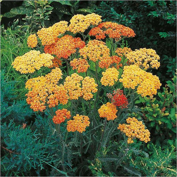 Achillea millefolium 'Desert Eve Terracotta' - Achillée - Image 3