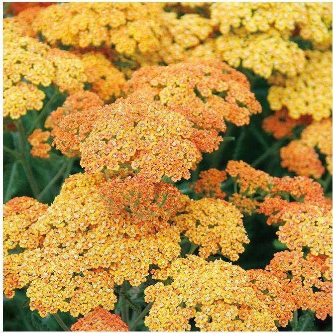 Achillea millefolium 'Desert Eve Terracotta' - Achillée - Image 4