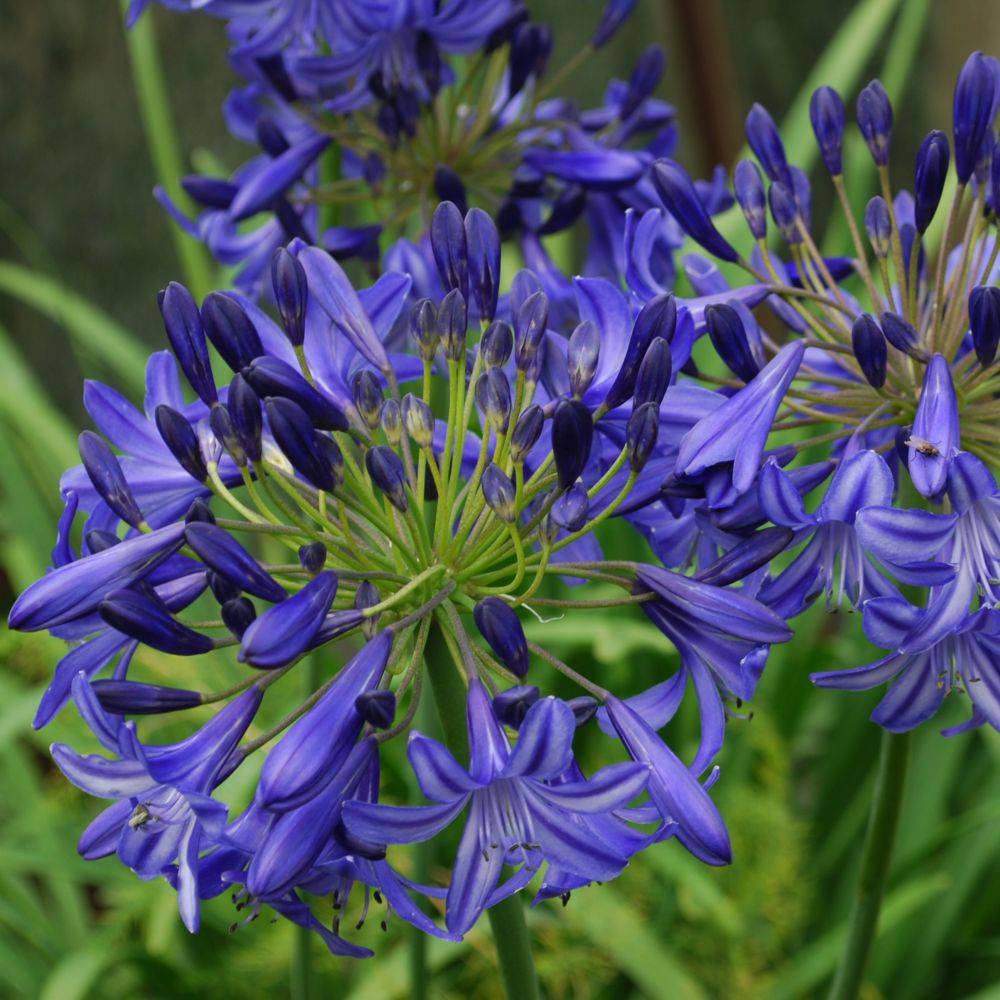 Agapanthus 'Northern Star' - Agapanthe - Image 5