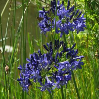 Agapanthus 'Northern Star' - Agapanthe
