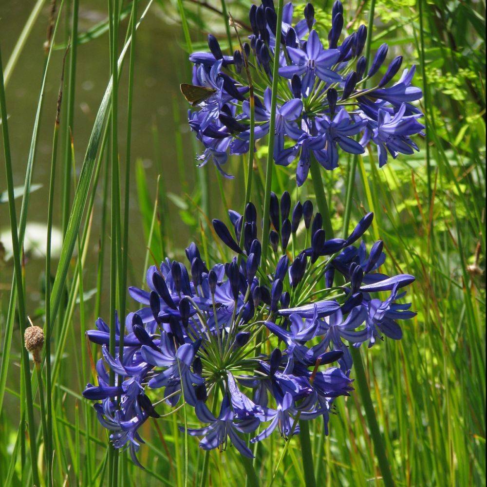 Agapanthus 'Northern Star' - Agapanthe