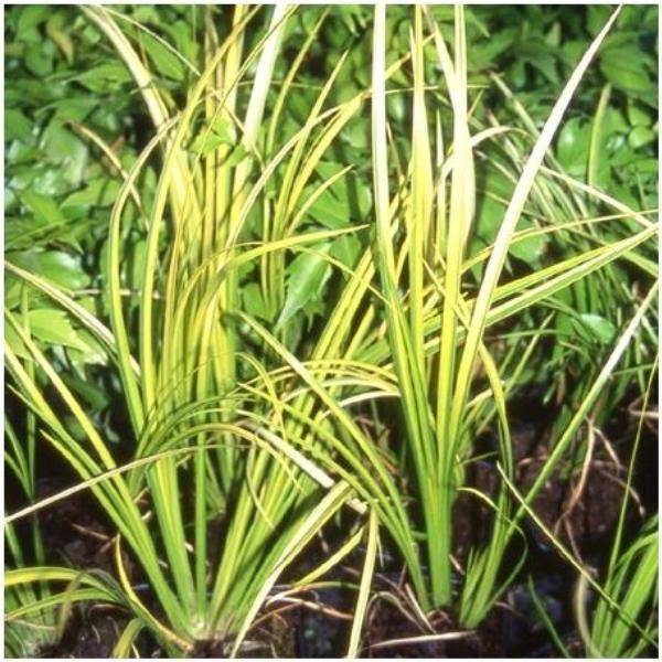 Acorus calamus 'Variegatus' - Graminée Acore panaché - Image 7
