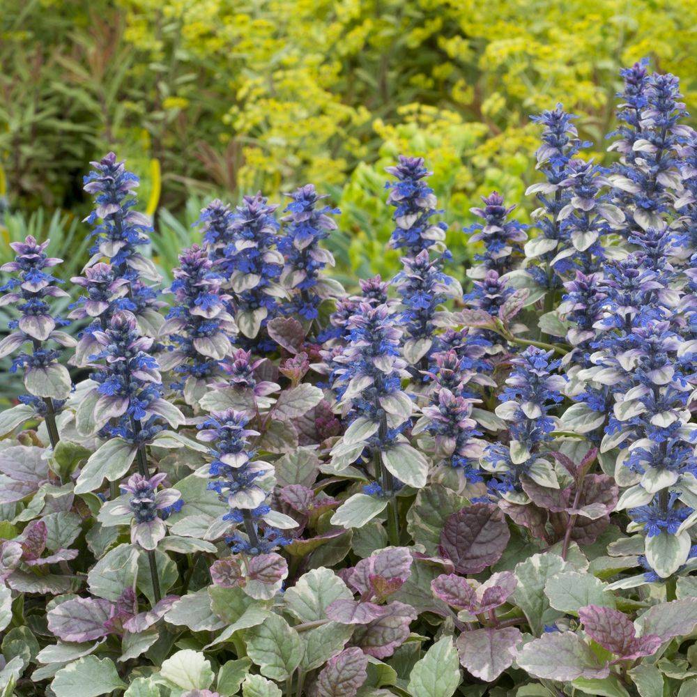 Ajuga reptans 'Burgundy Glow' - Buggle - Image 3